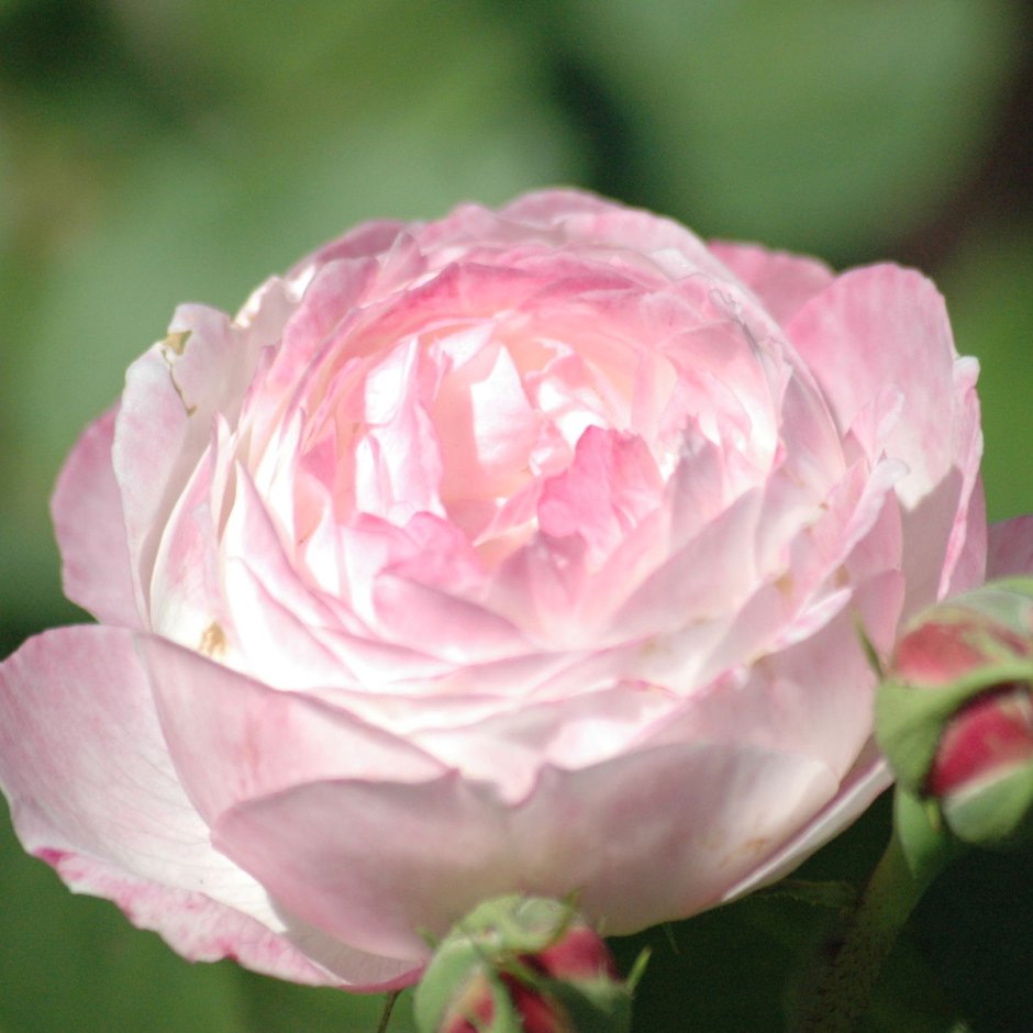Mme. Pierre Oger роза