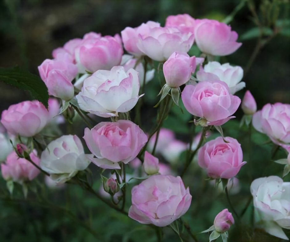 Мускусная роза Моцарт леди