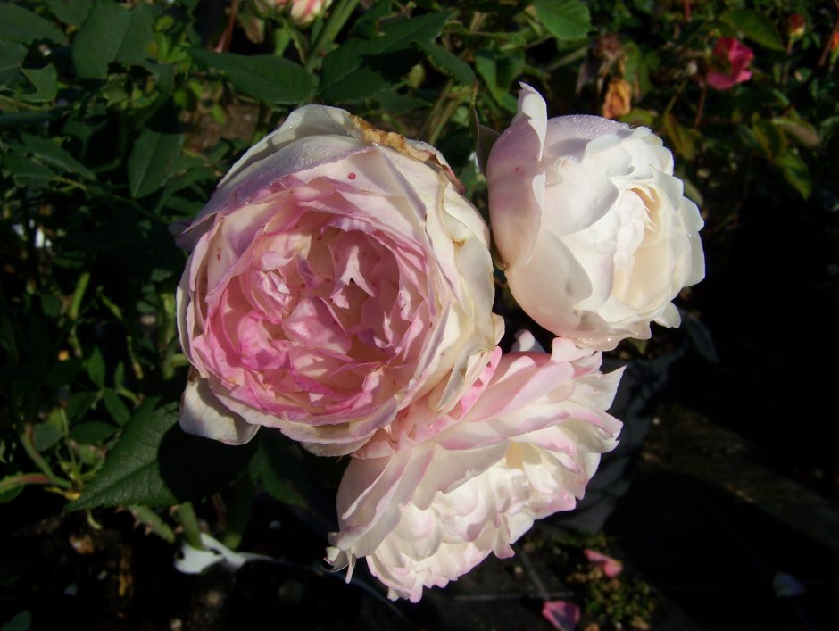 Mme. Pierre Oger роза