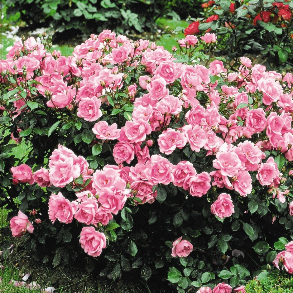 Парковые мелкоцветковые розы