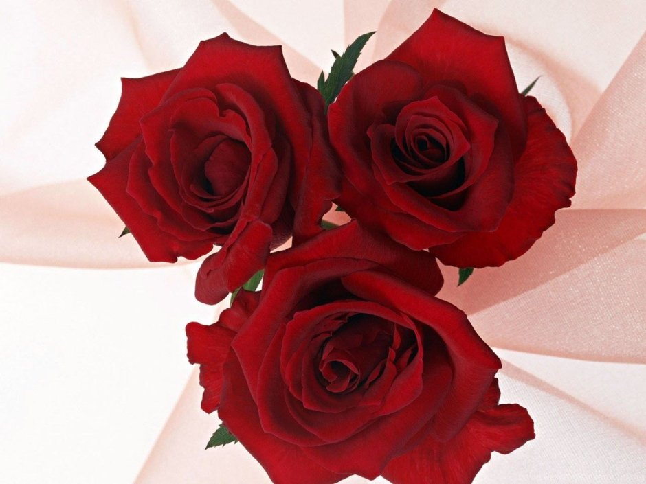 3 Красные розы