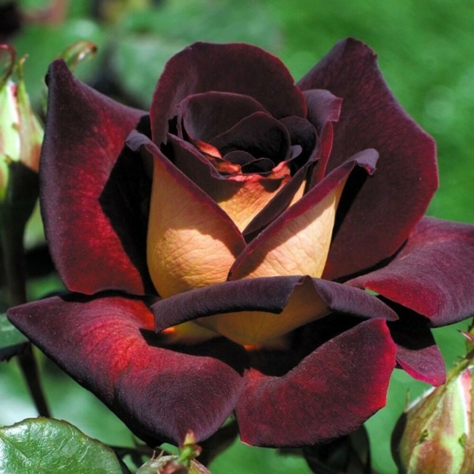Эдди Митчелл Eddy Mitchell чайно-гибридная роза