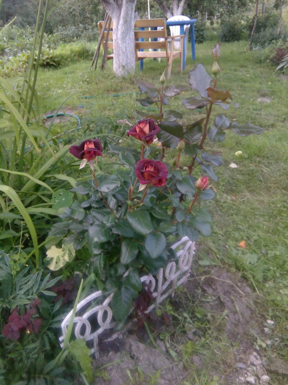 Роза Эдди Митчелл в саду