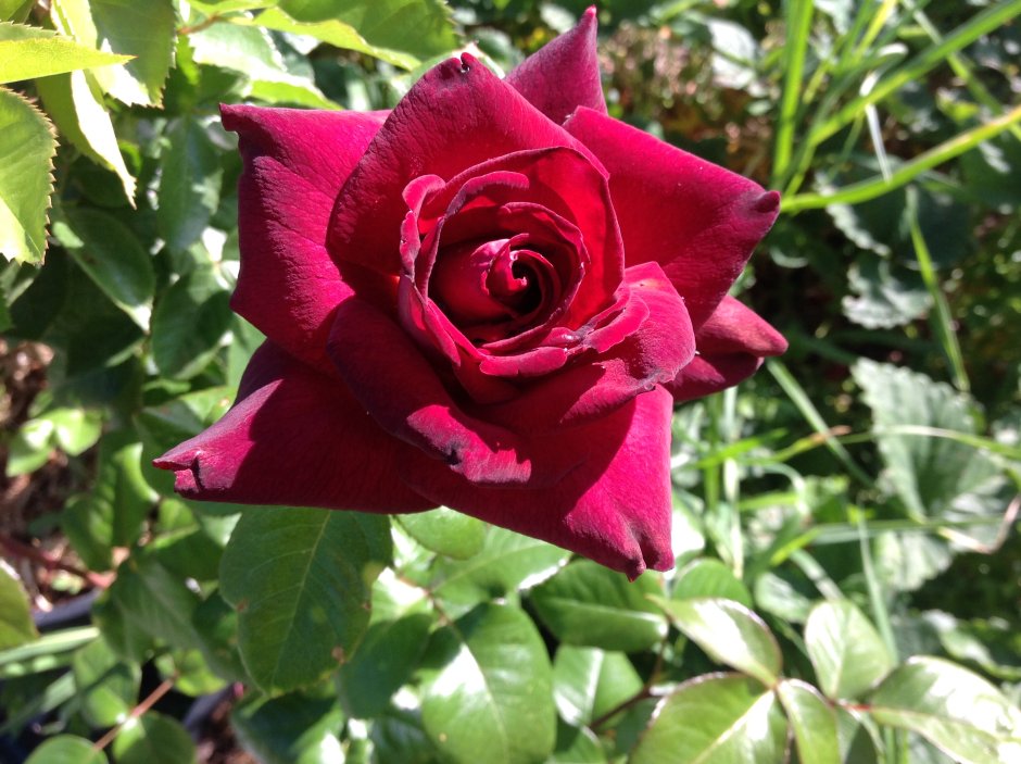 Роза чайно-гибридная Kronenbourg