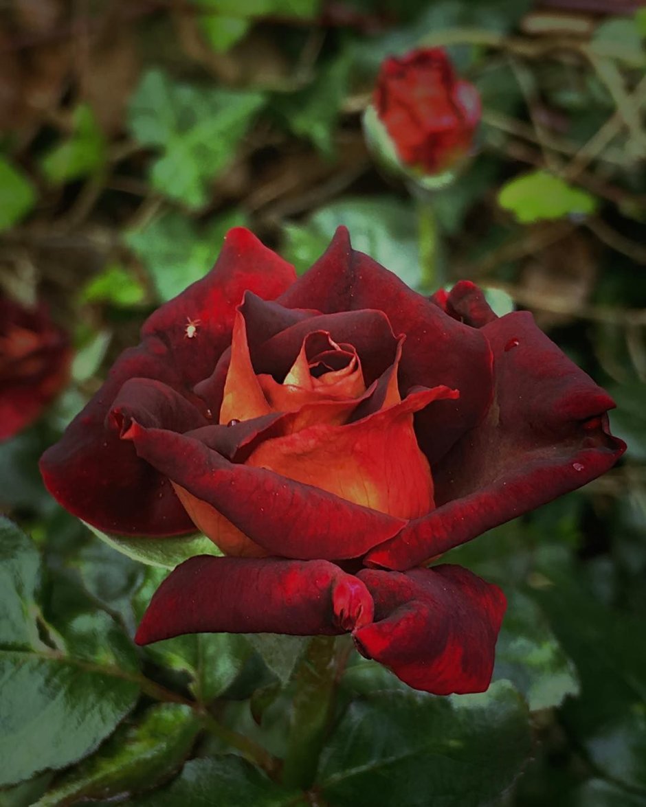 Эдиимитчел роза