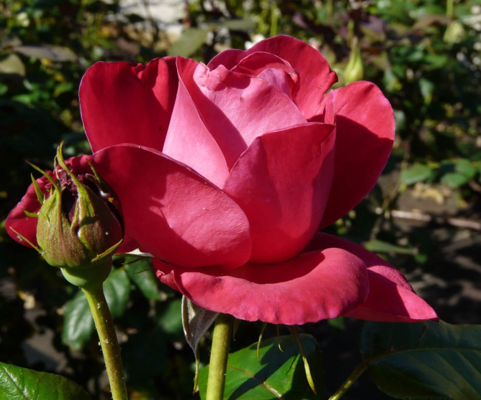 Роза леди Пенелопа
