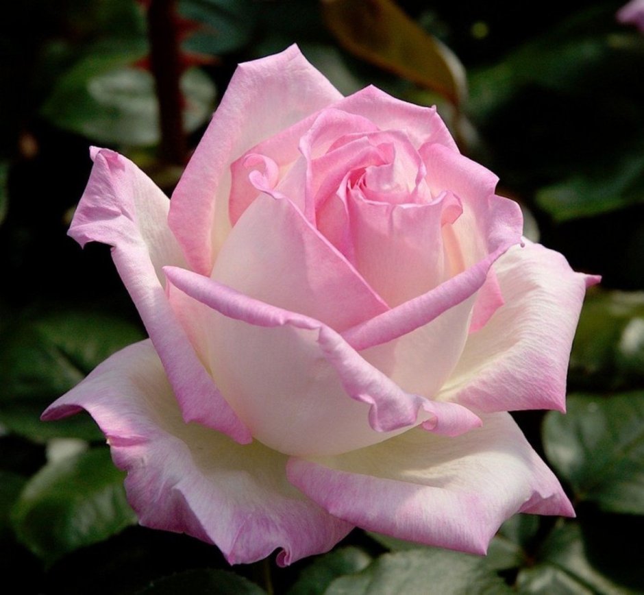 Роза чайно-гибридная принцесса Монако