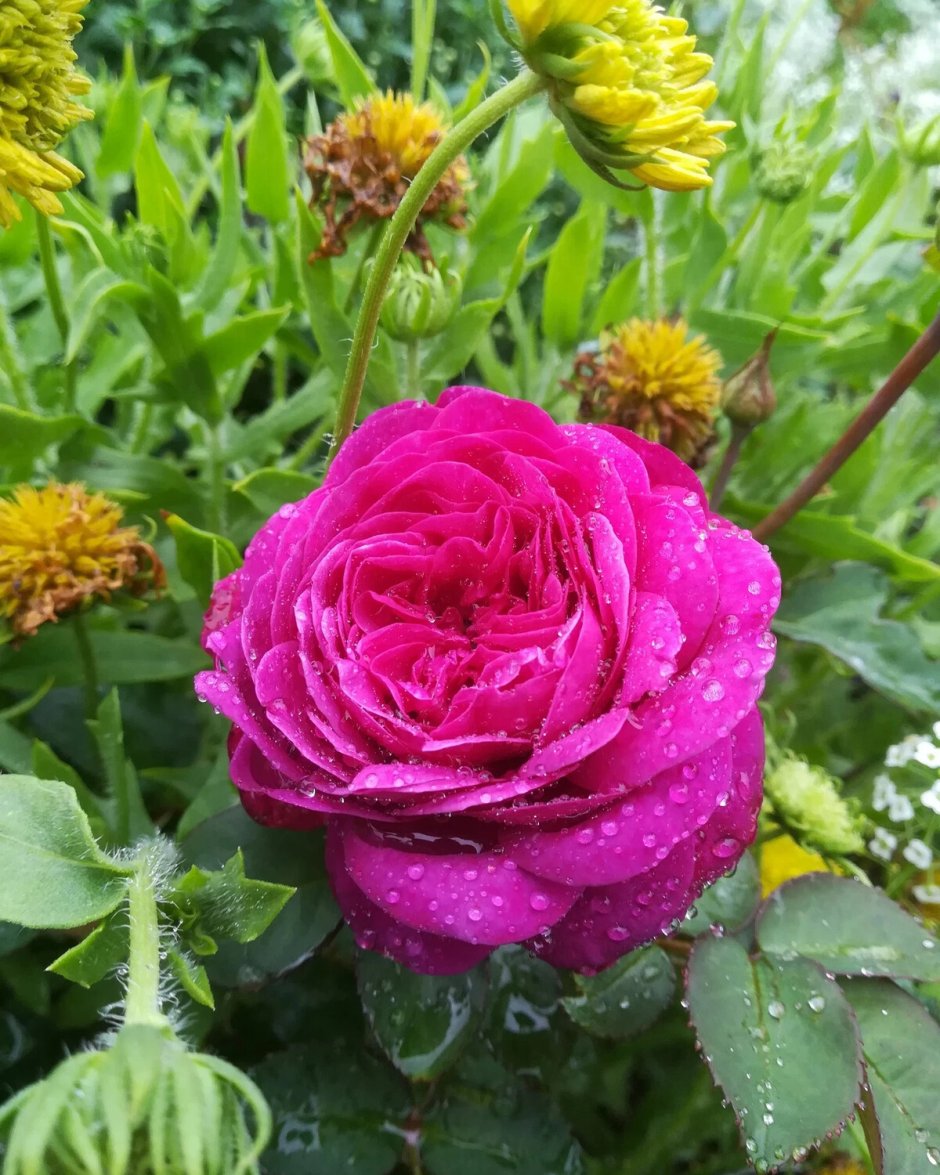 Лиана Сибирская роза