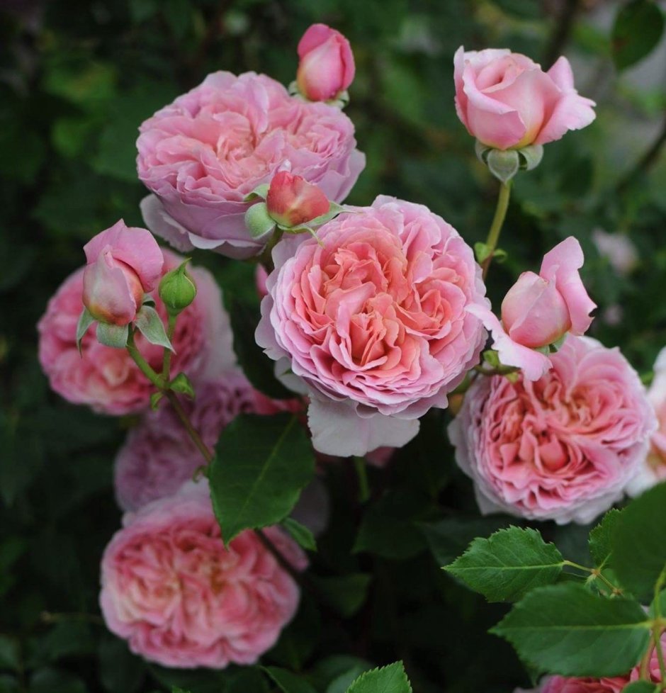 Robe a la francaise (роза японской селекции)