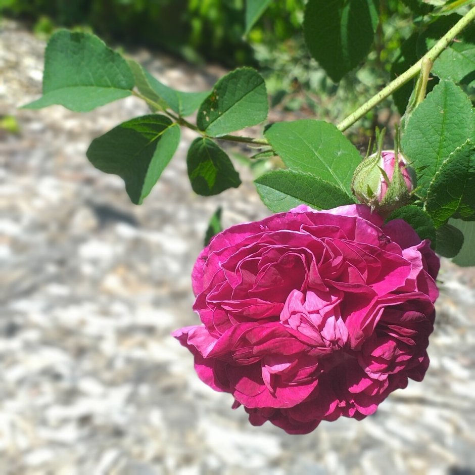 Роза Терра Лимбургия