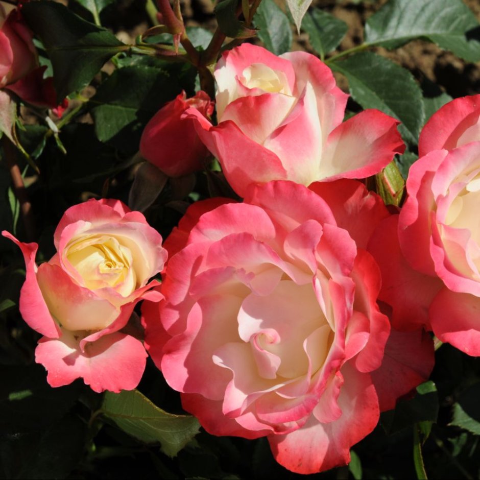 Карманьоль Carmagnole роза