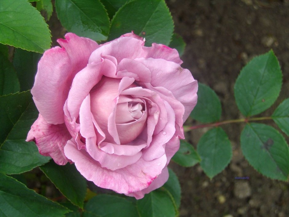 Роза Чарльз де гауле