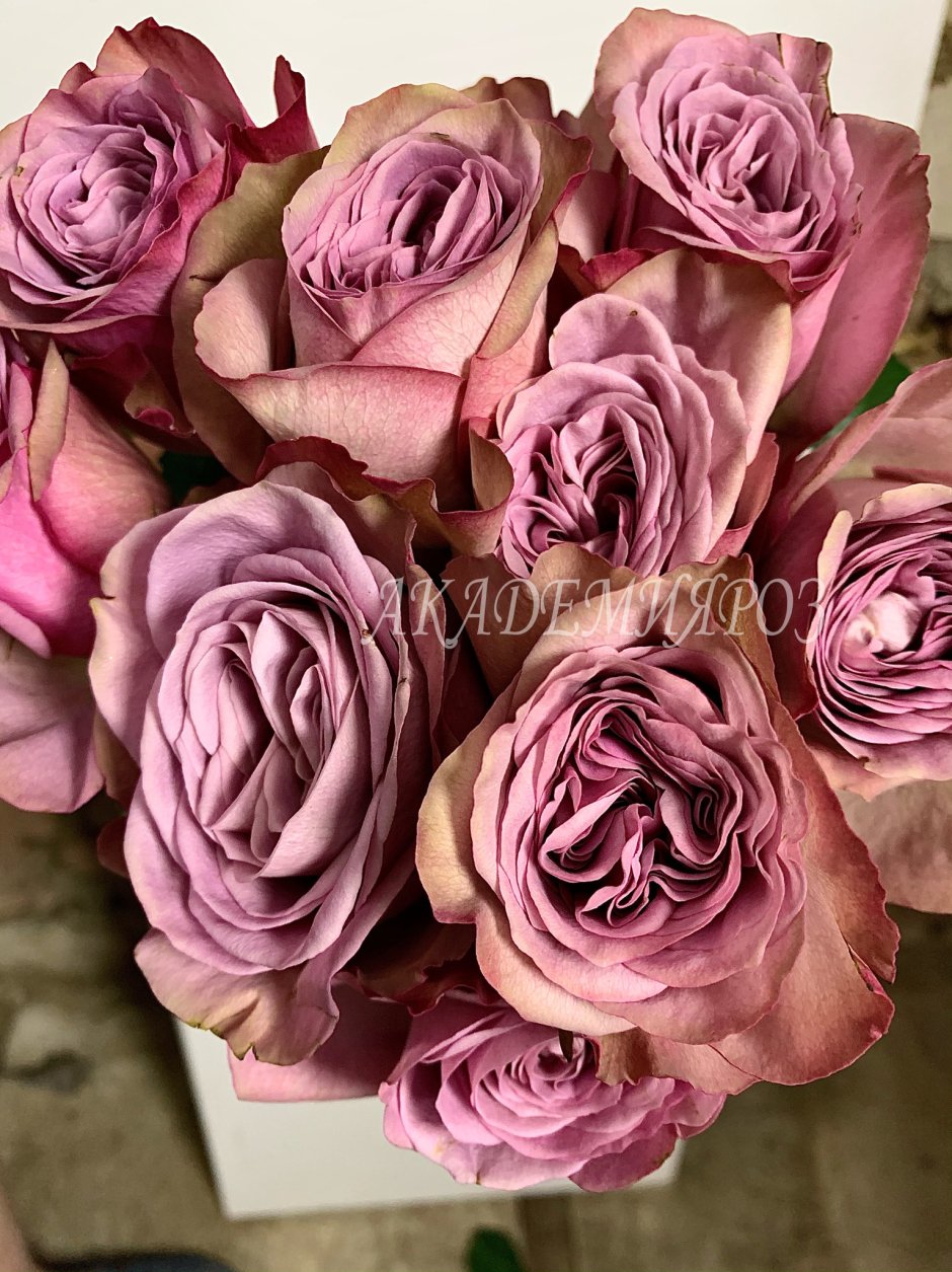 Монмартр (Montmartre) роза розабук