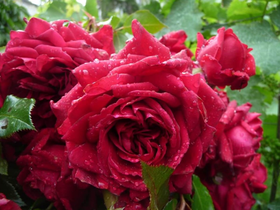 Роза флорибунда Републик де Монмарт (Rosa floribunda Republique de Montmartre)