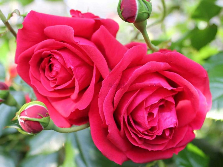 Роза флорибунда Помпадур