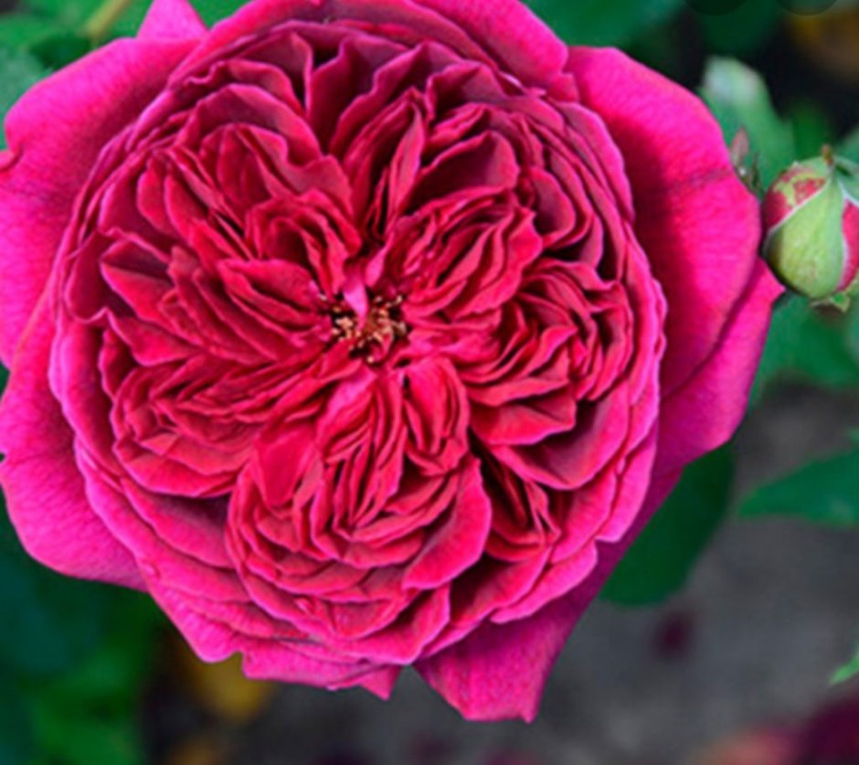 Роза дарси бассел