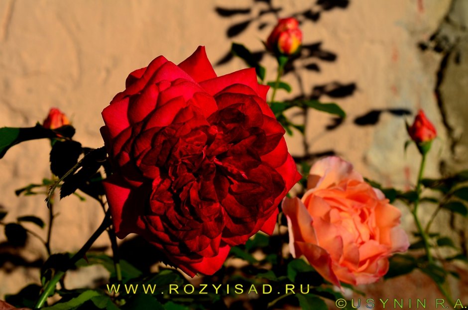 Очень красивые много красные розы оригинал