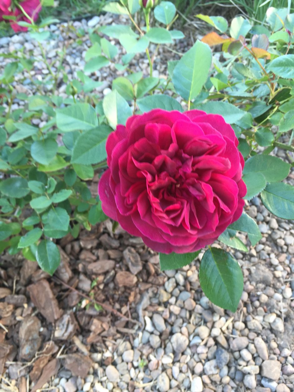Rosa (роза) Darcey Bussell Окс