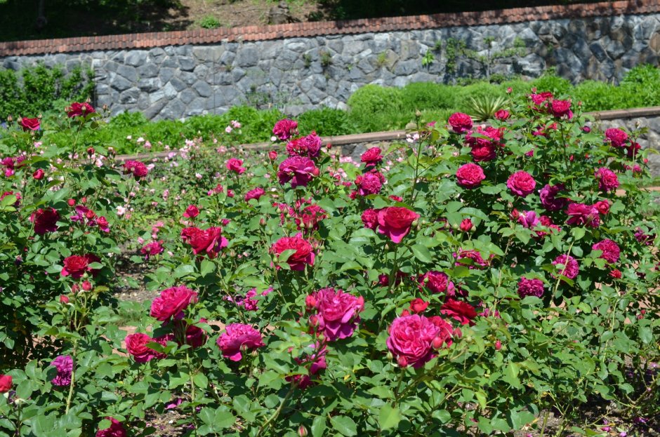 Дарси Басселл роза штамбовая