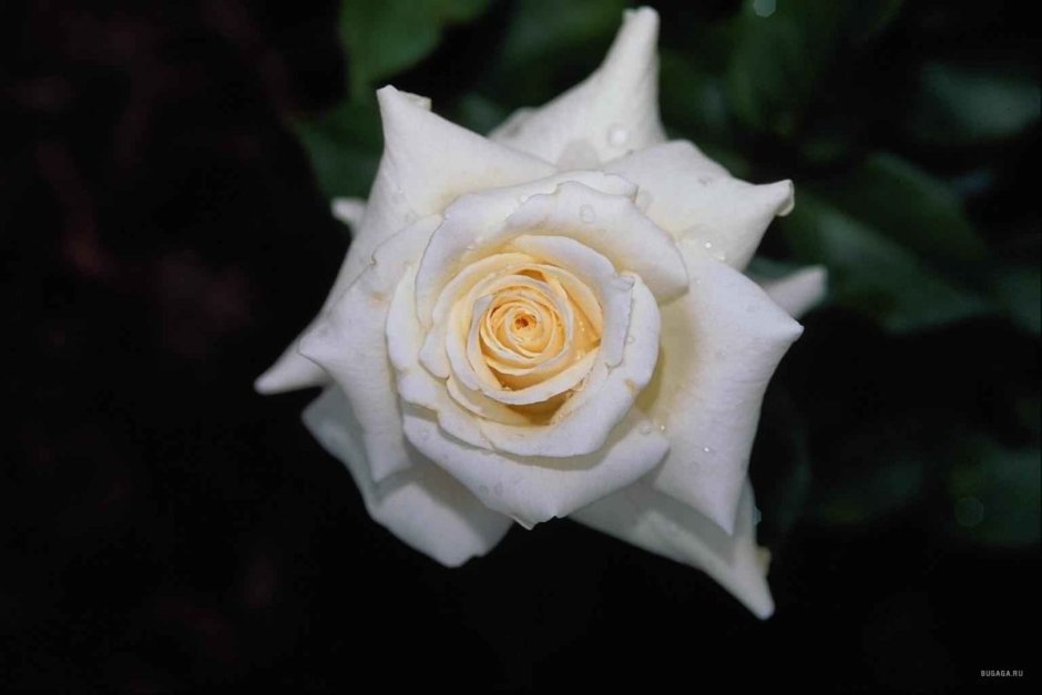 Роза кокард cocarde