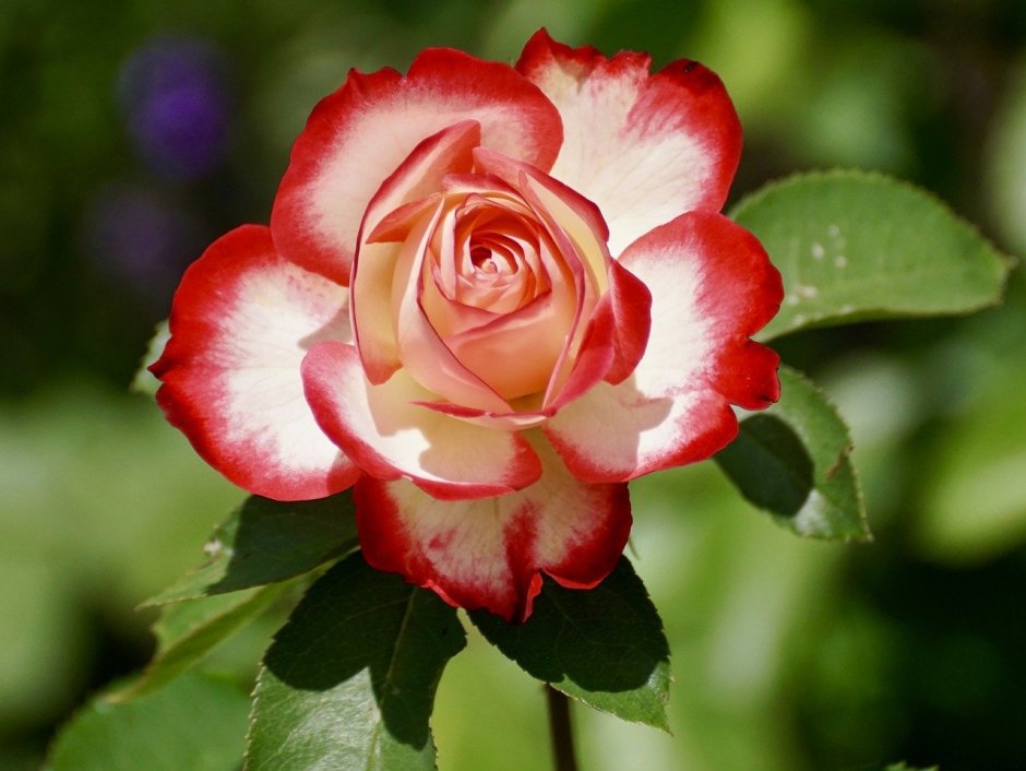 Роза Тюдоров цветок