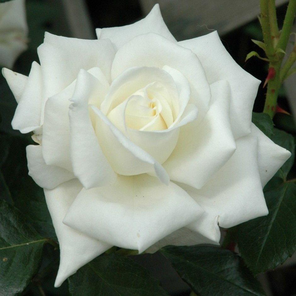 Роза White Cockade-белая кокарда