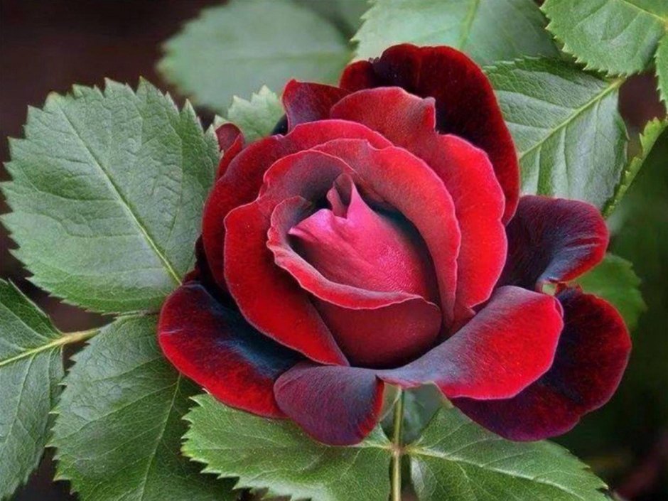 Роза шраб Вулканика