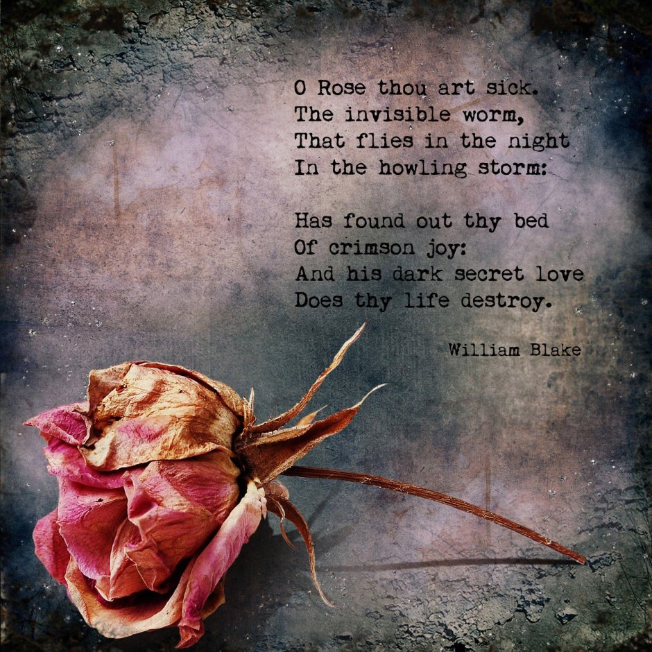 Стих про розу