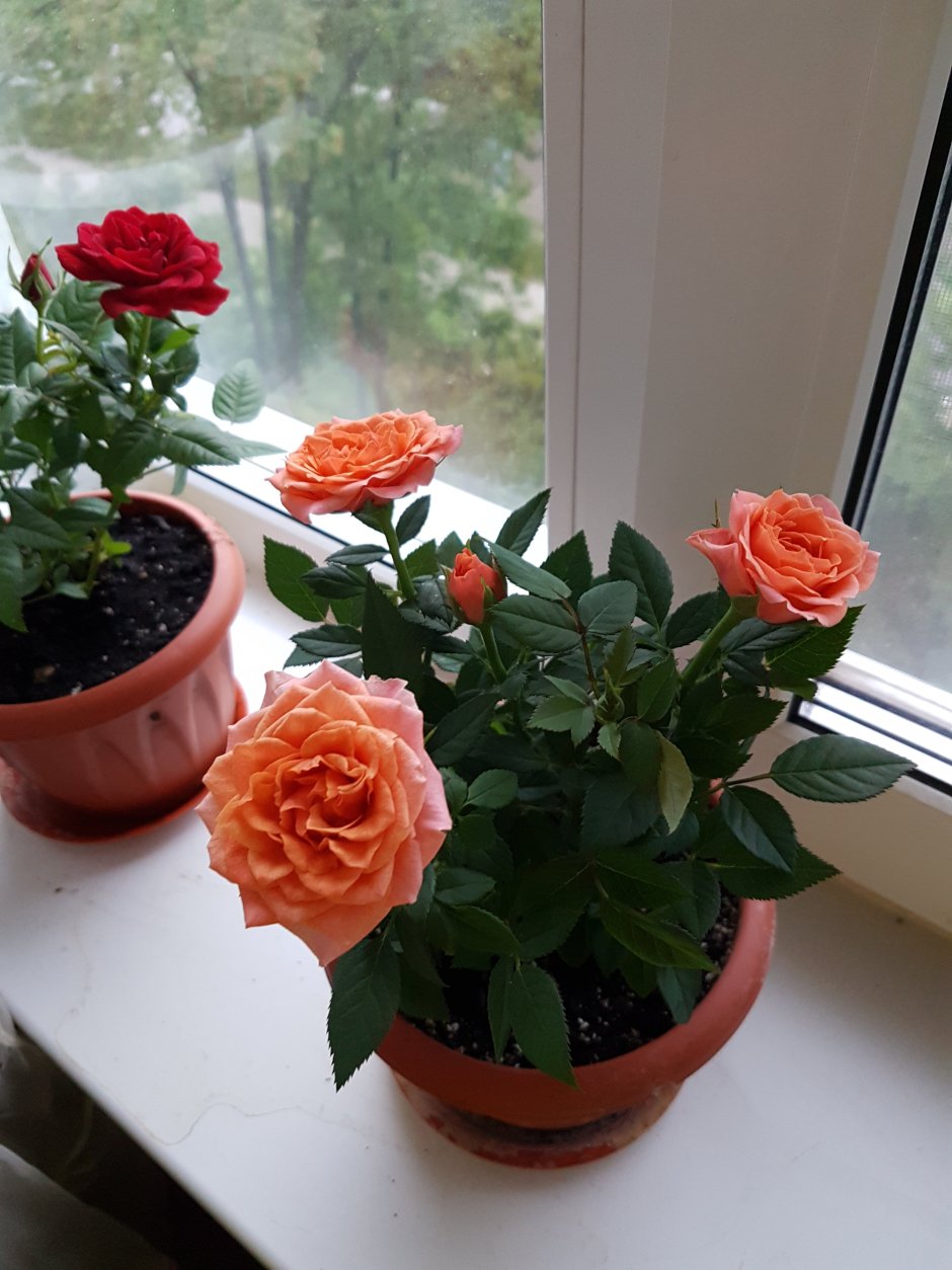 Чайная роза комнатная