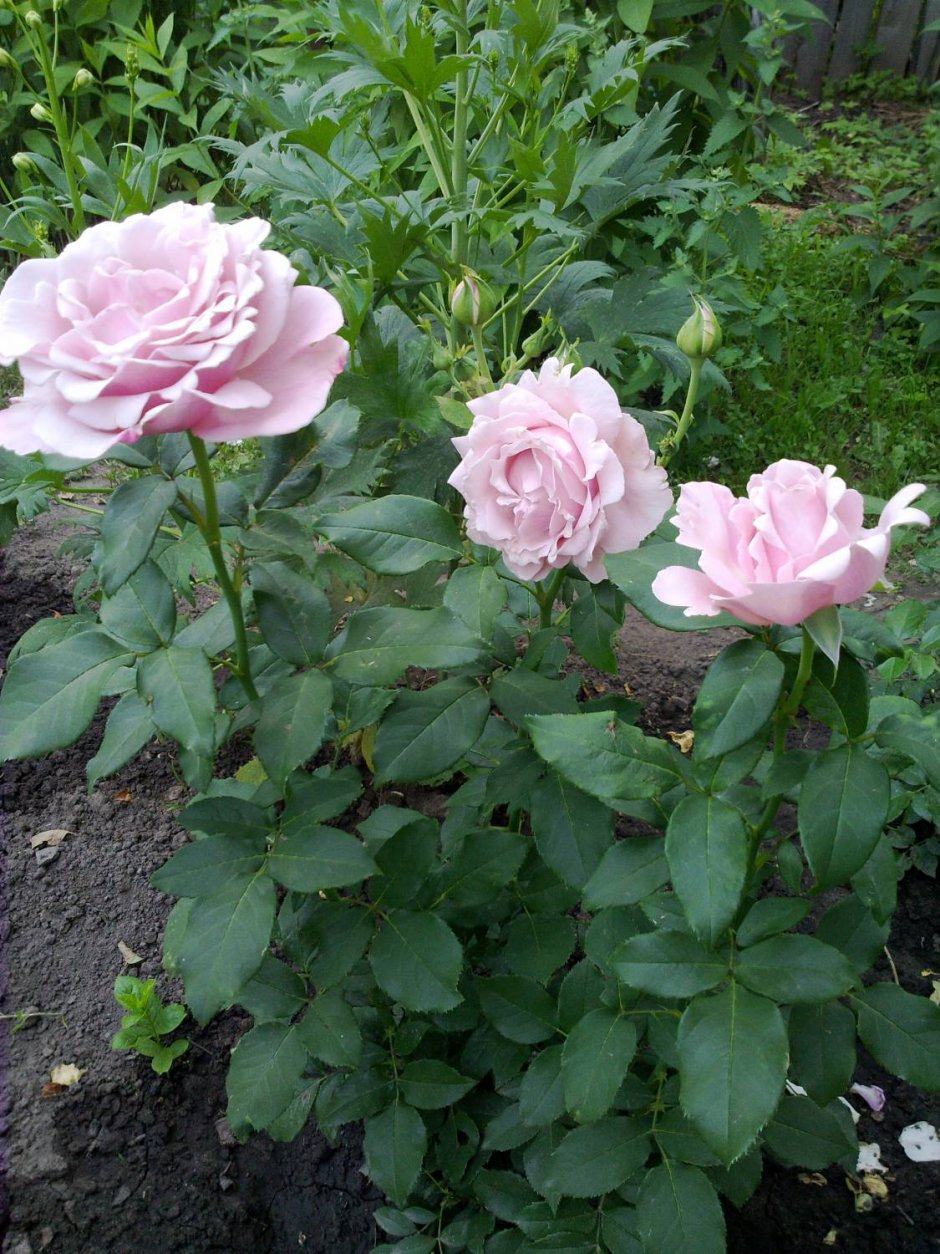«Millie Rose» роза