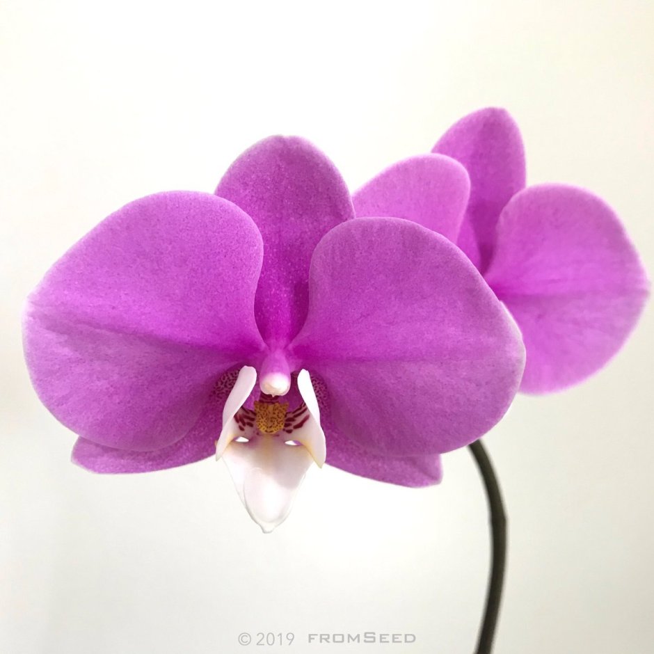 Орхидея Чарминг