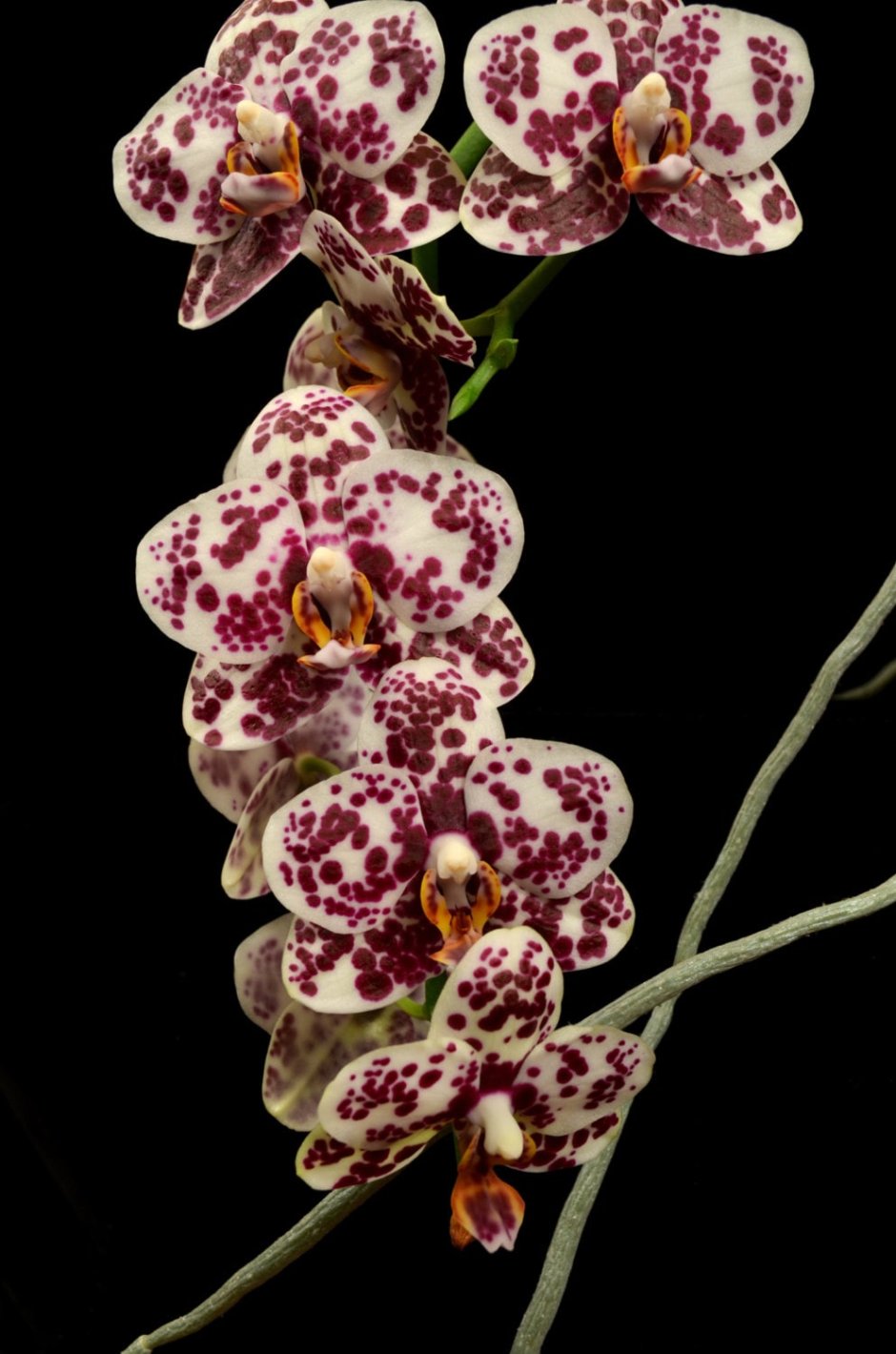 Орхидея фаленопсис Ноттингем