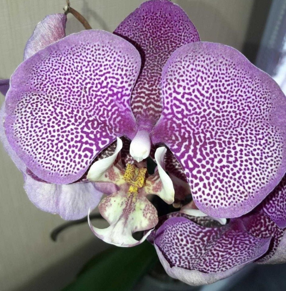 Тулон орхидея