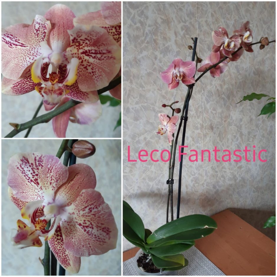 Орхидея Maria Mar