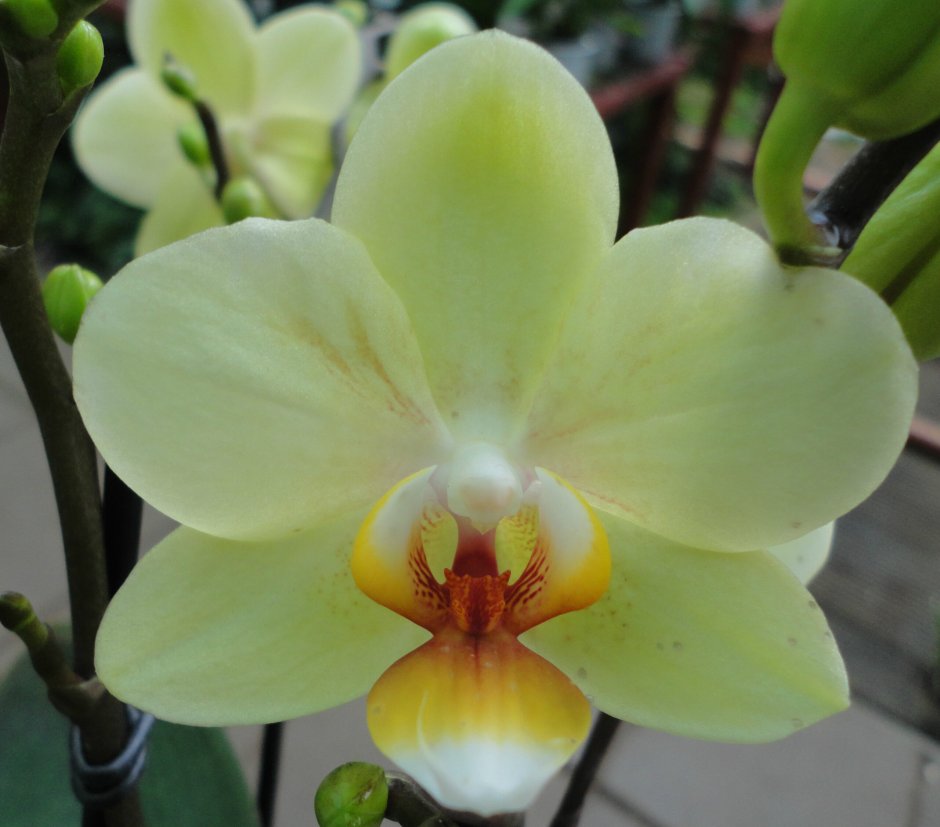 Канкун Орхидея фаленопсис