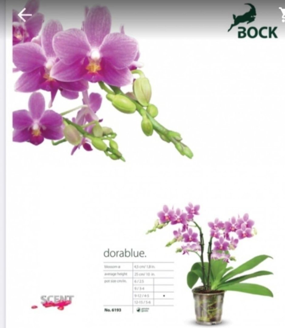 Dorablue от Bock каталог орхидей