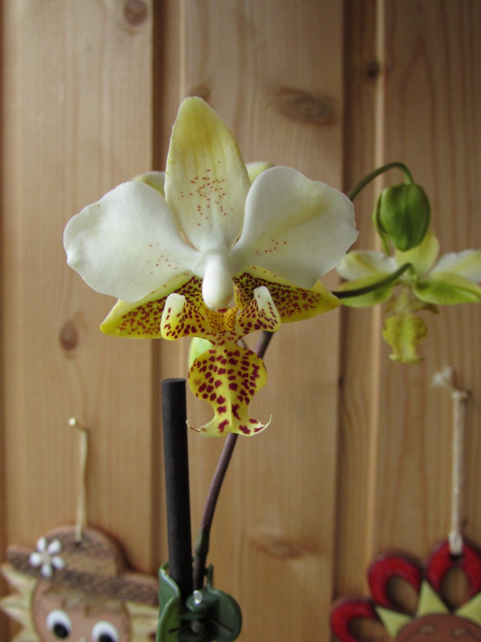 Орхидея stuartiana Nobilis