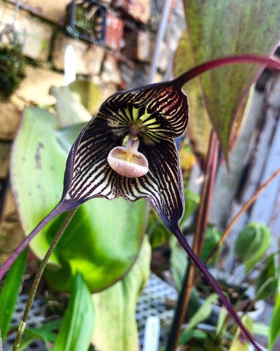Орхидея Дракула черная