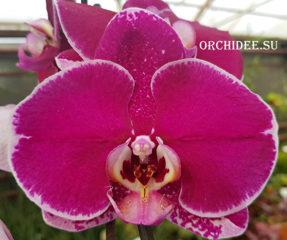 Орхидея Phal Ox spot Queen