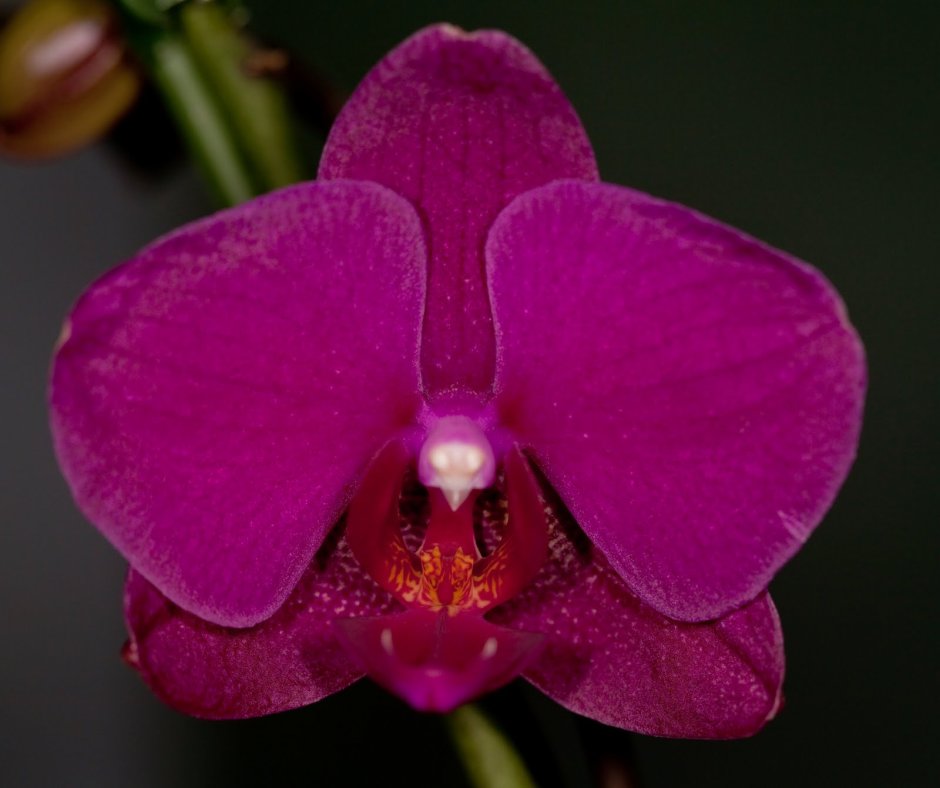 Орхидея фаленопсис Морелия