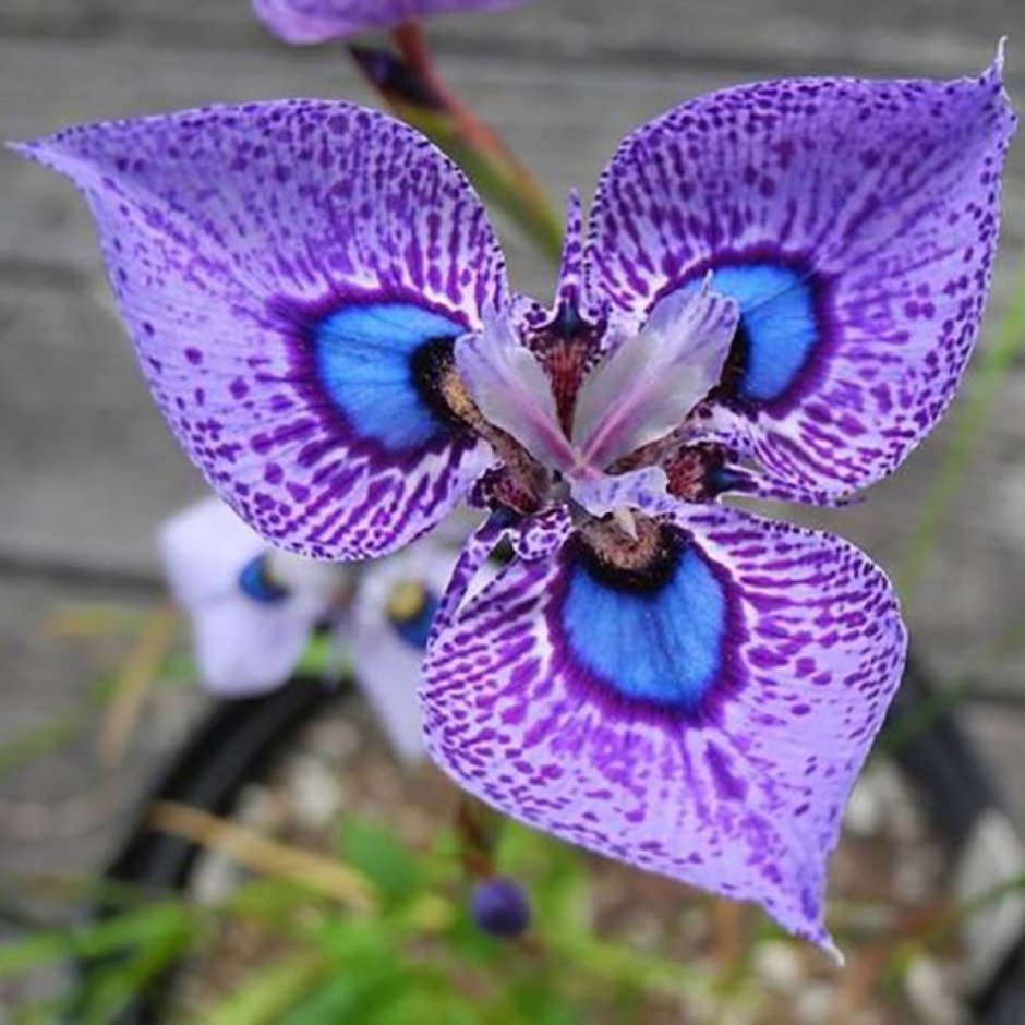 Орхидея африканская королева