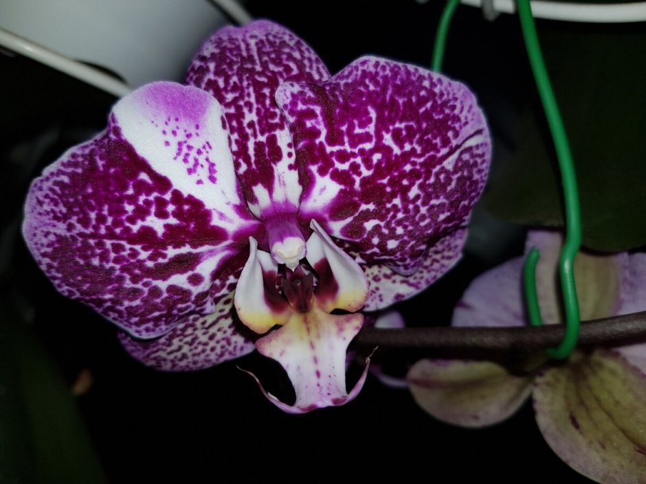 Анаконда Орхидея фаленопсис
