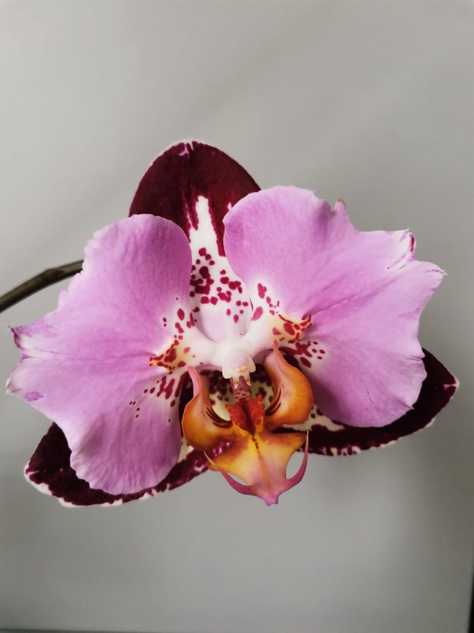Phal. Fangmei Black Piano Орхидея