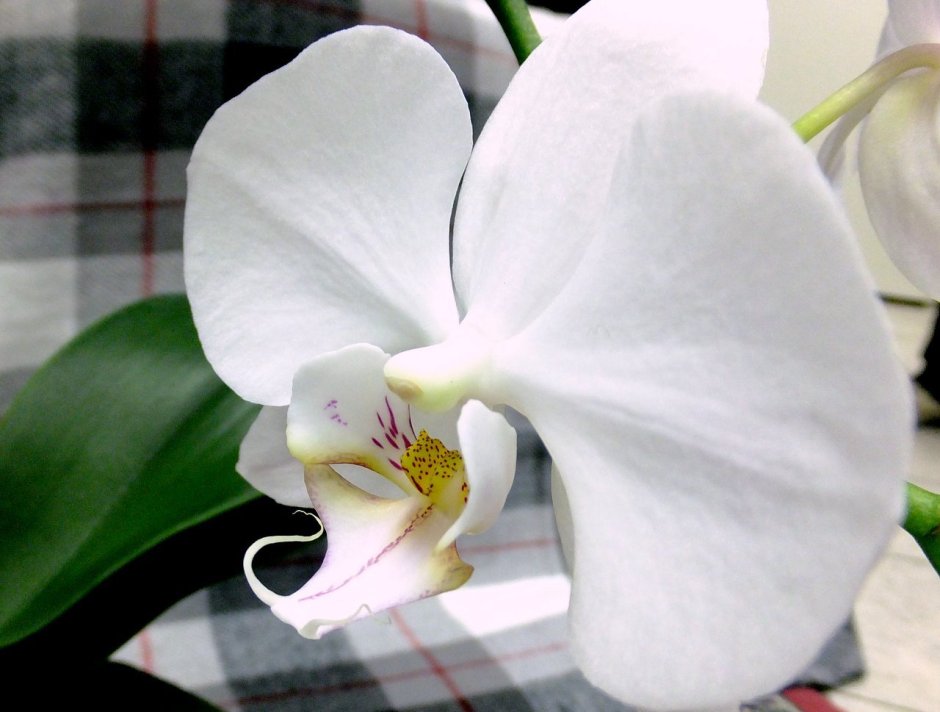 Орхидея Serena белая
