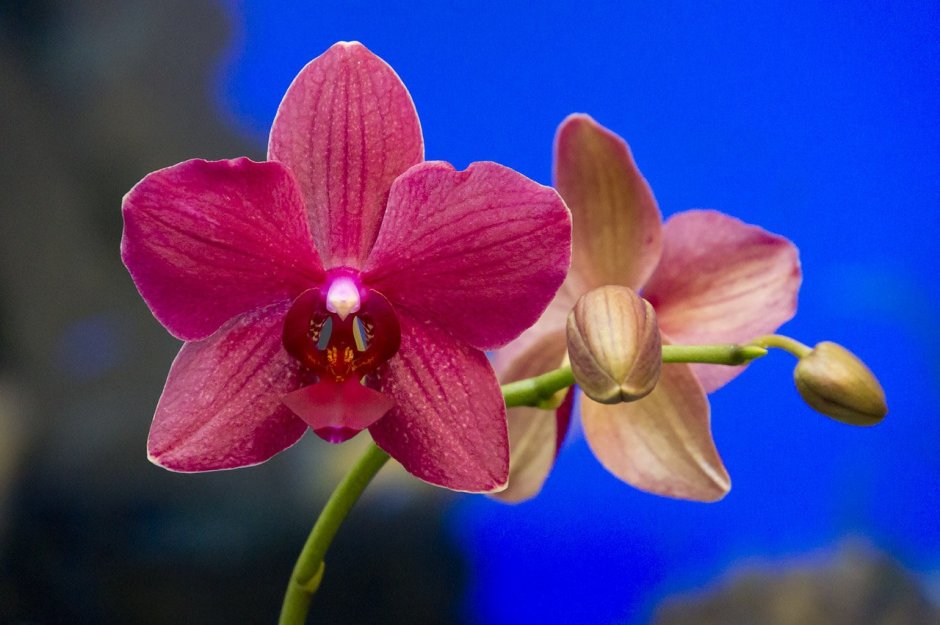Орхидея фаленопсис Дестини
