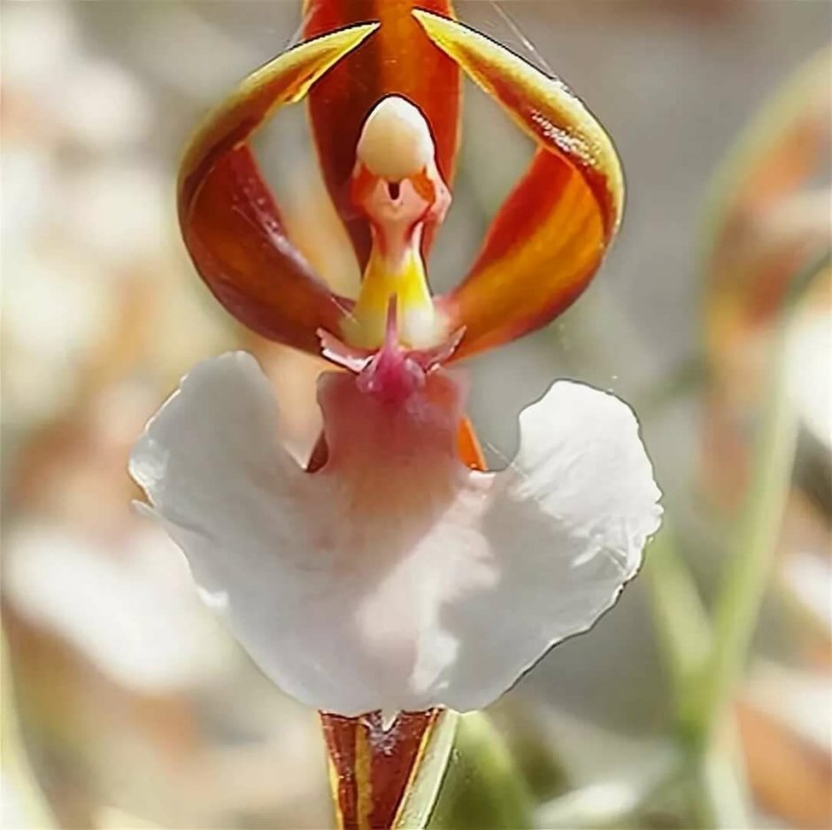Орхидея юпитер