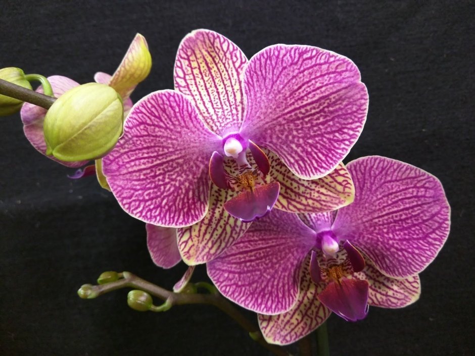 Орхидея фаленопсис Джиллиан