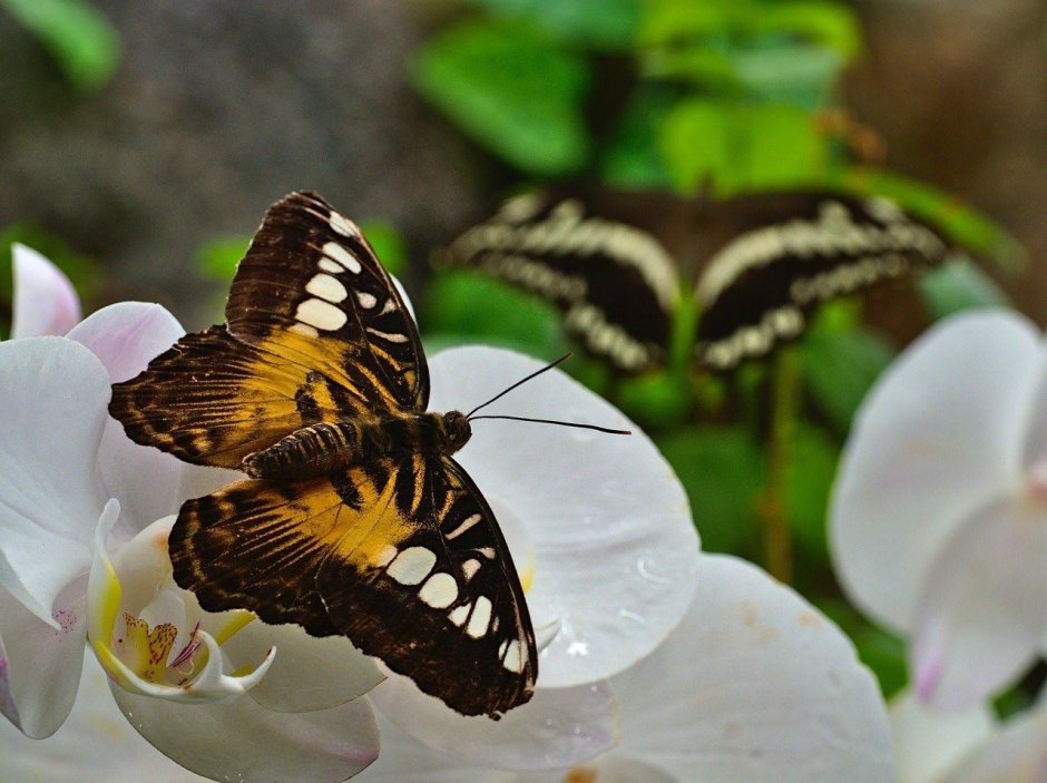Орхидея Монтеррей бабочка