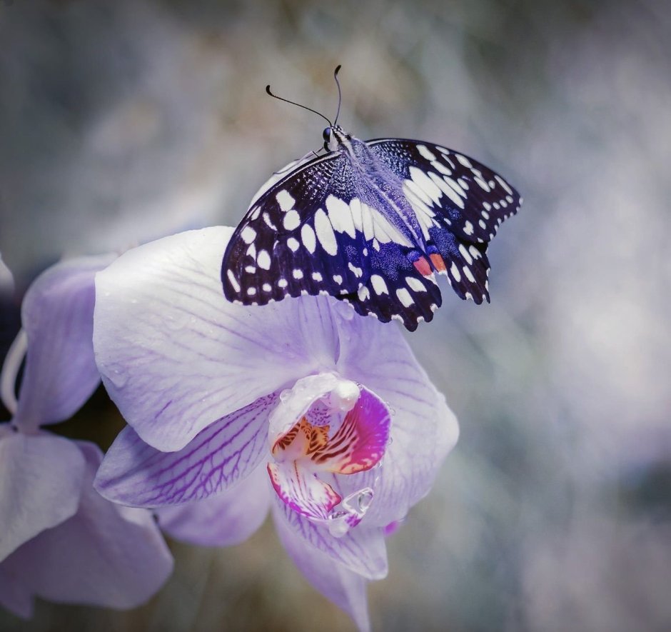 Орхидея фаленопсис белая бабочка