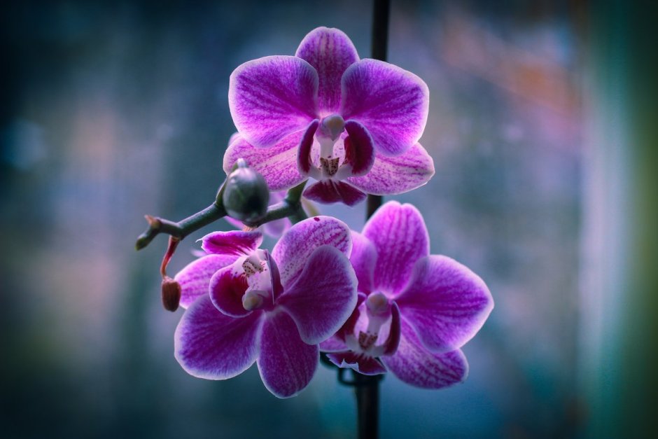 Пиниф Орхидея фаленопсис